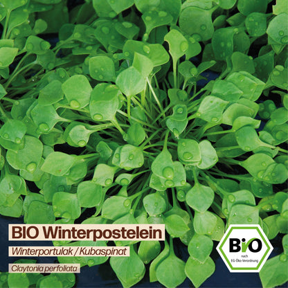 BIO Winterpostelein "Winterportulak Kubaspinat"