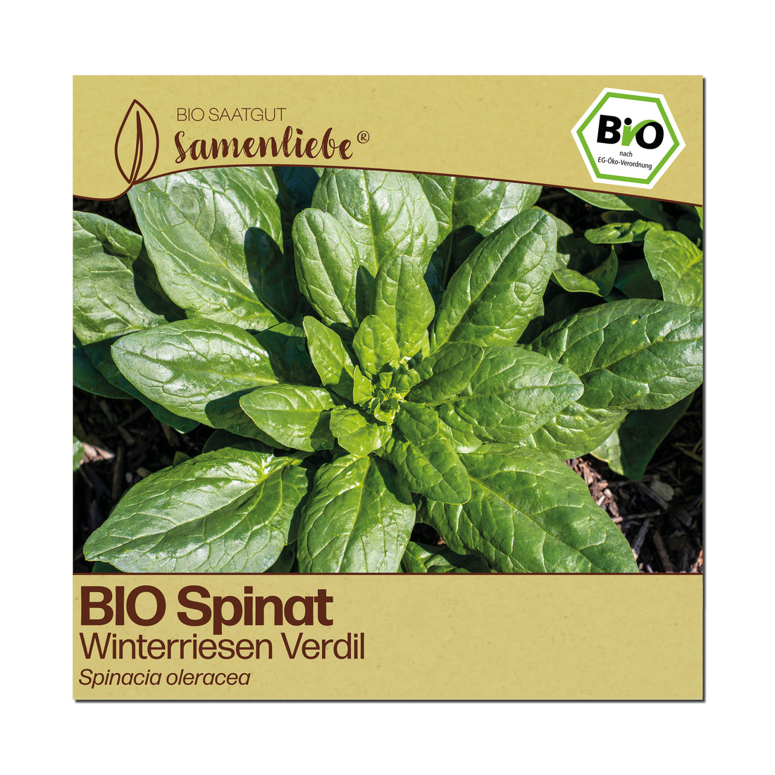 BIO Spinat "Winterriesen Verdil"