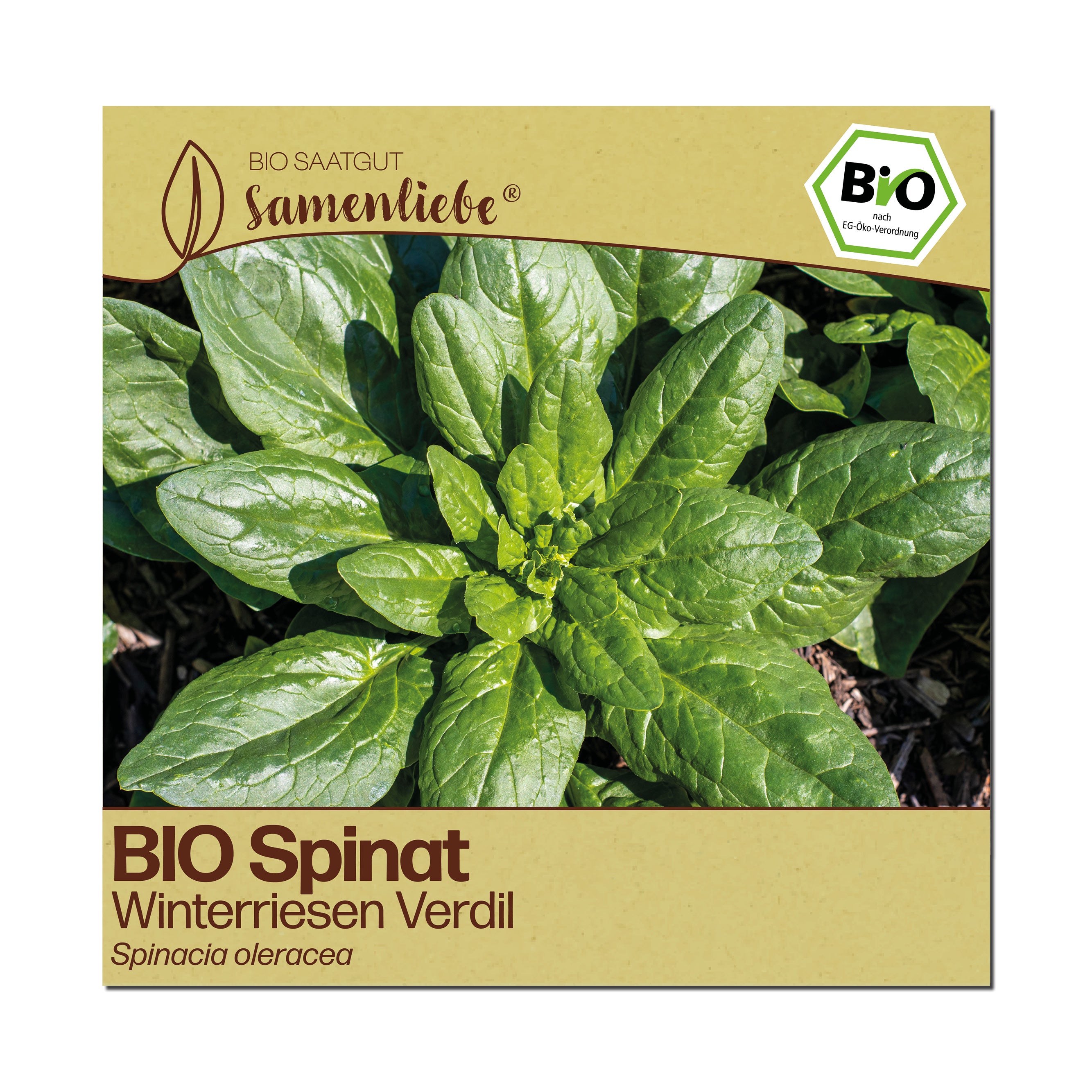 BIO Spinat "Winterriesen Verdil"