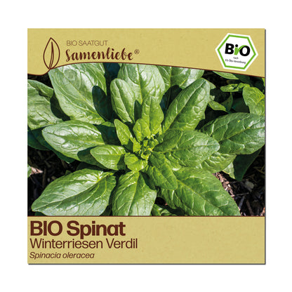 BIO Spinat "Winterriesen Verdil"