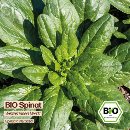 BIO Spinat "Winterriesen Verdil"