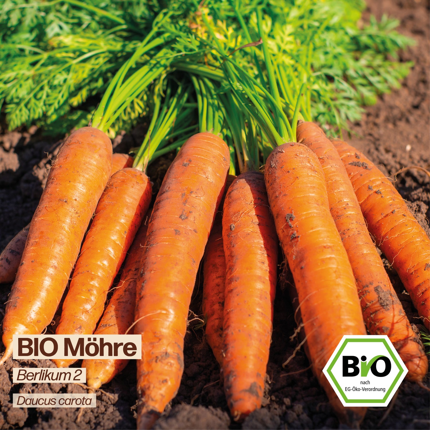 BIO Karotte "Berlikum 2"