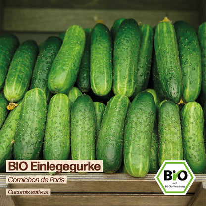 BIO Gurke "Cornichon de Paris"