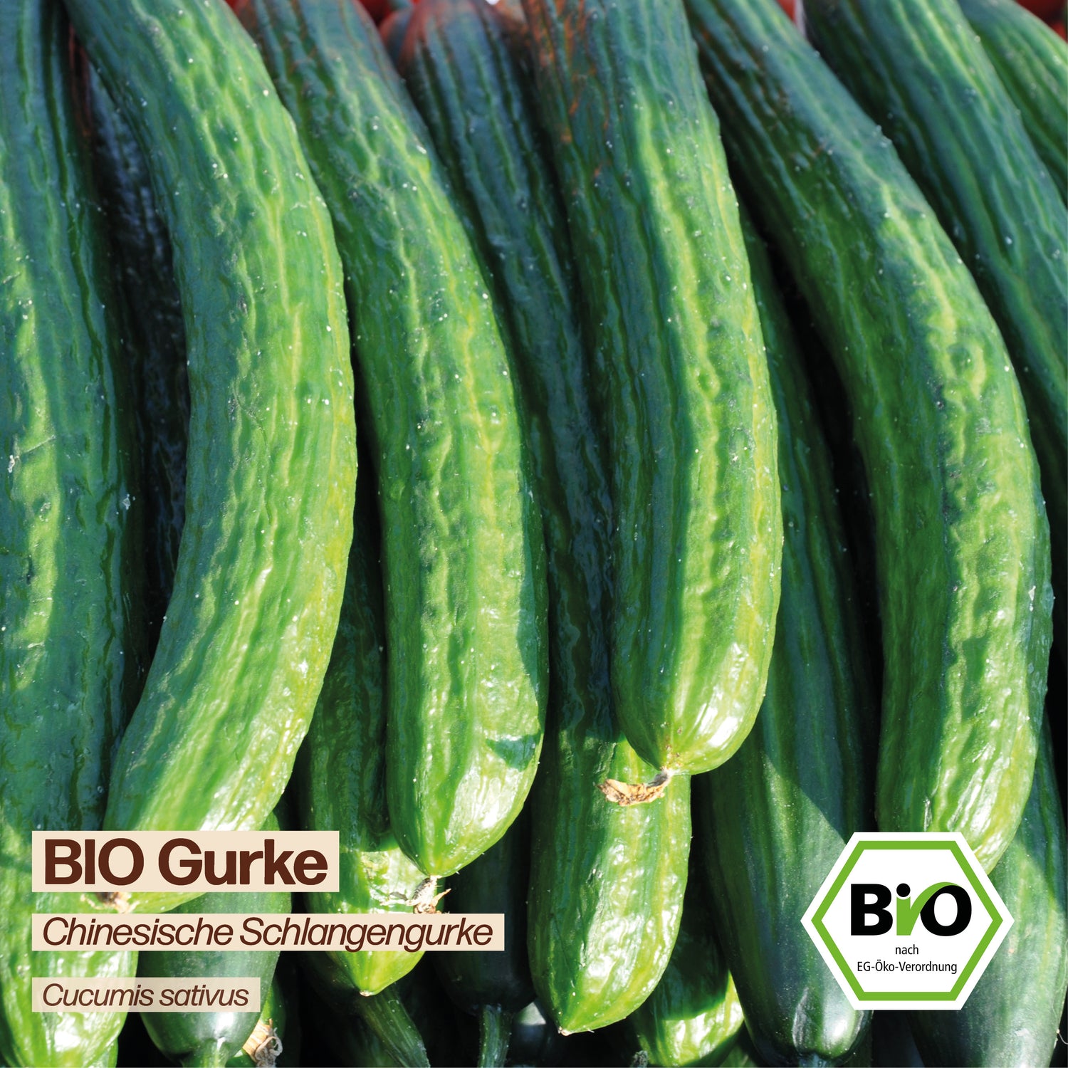 BIO Gurke "Chinesische Schlangengurke"