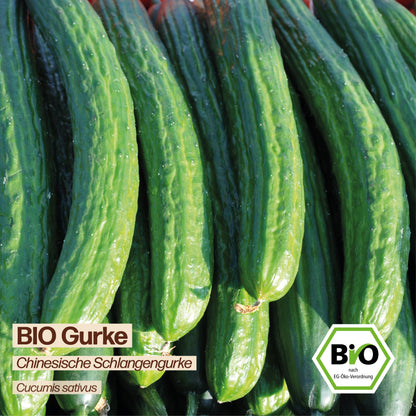 BIO Gurke "Chinesische Schlangengurke"