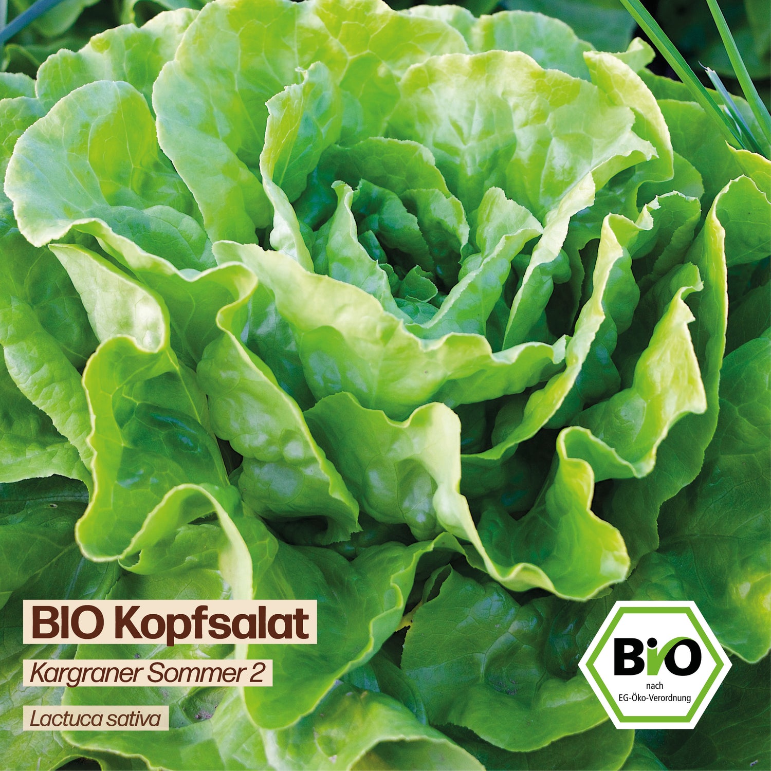 BIO Salat "Kargraner Sommer 2"