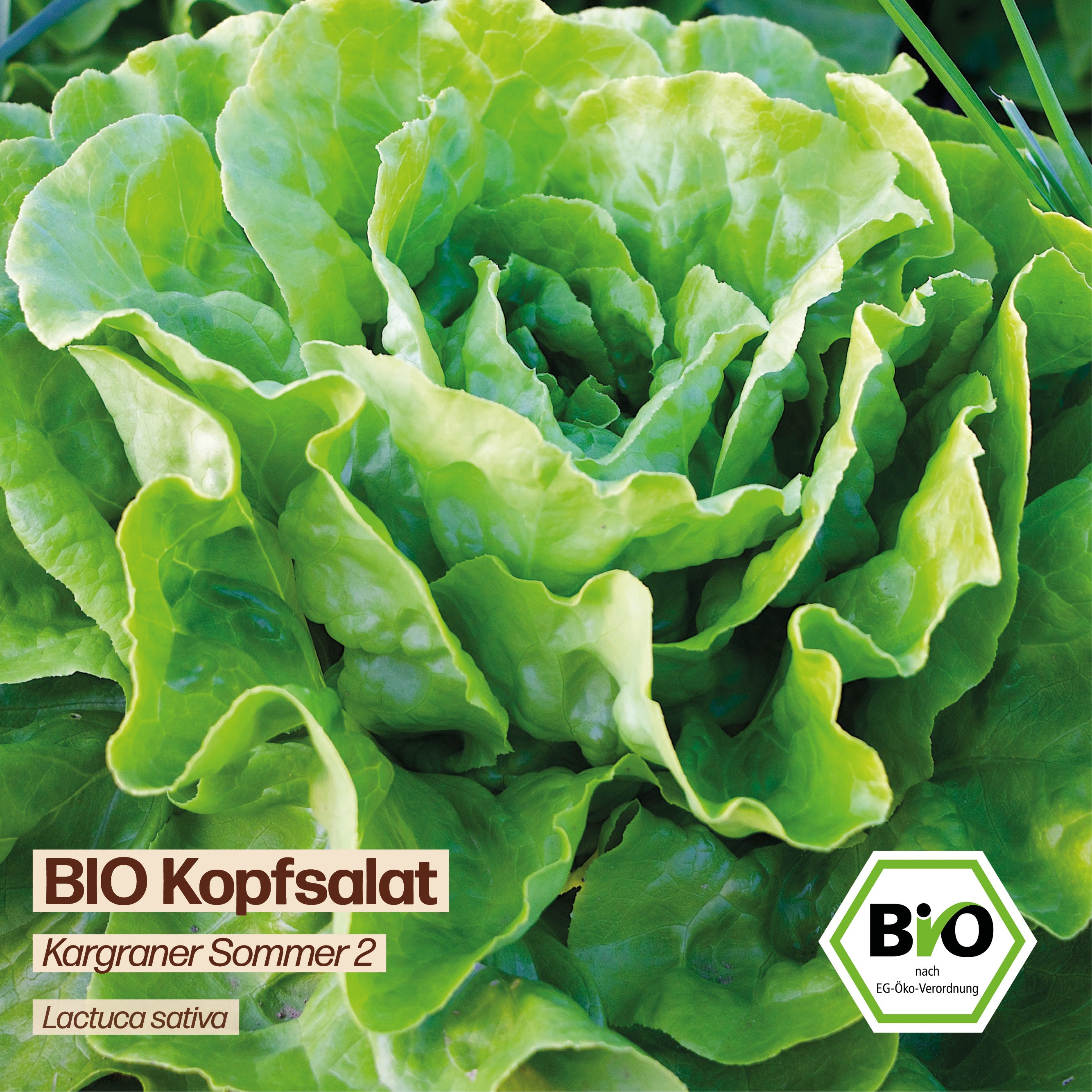 BIO Salat "Kargraner Sommer 2"