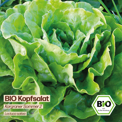 BIO Salat "Kargraner Sommer 2"