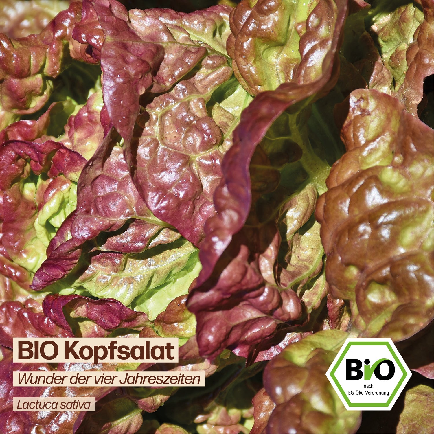 BIO Salat "Wunder der vier Jahreszeiten"