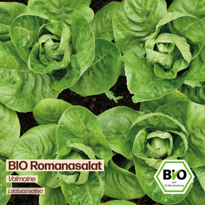 BIO Salat "Valmaine"