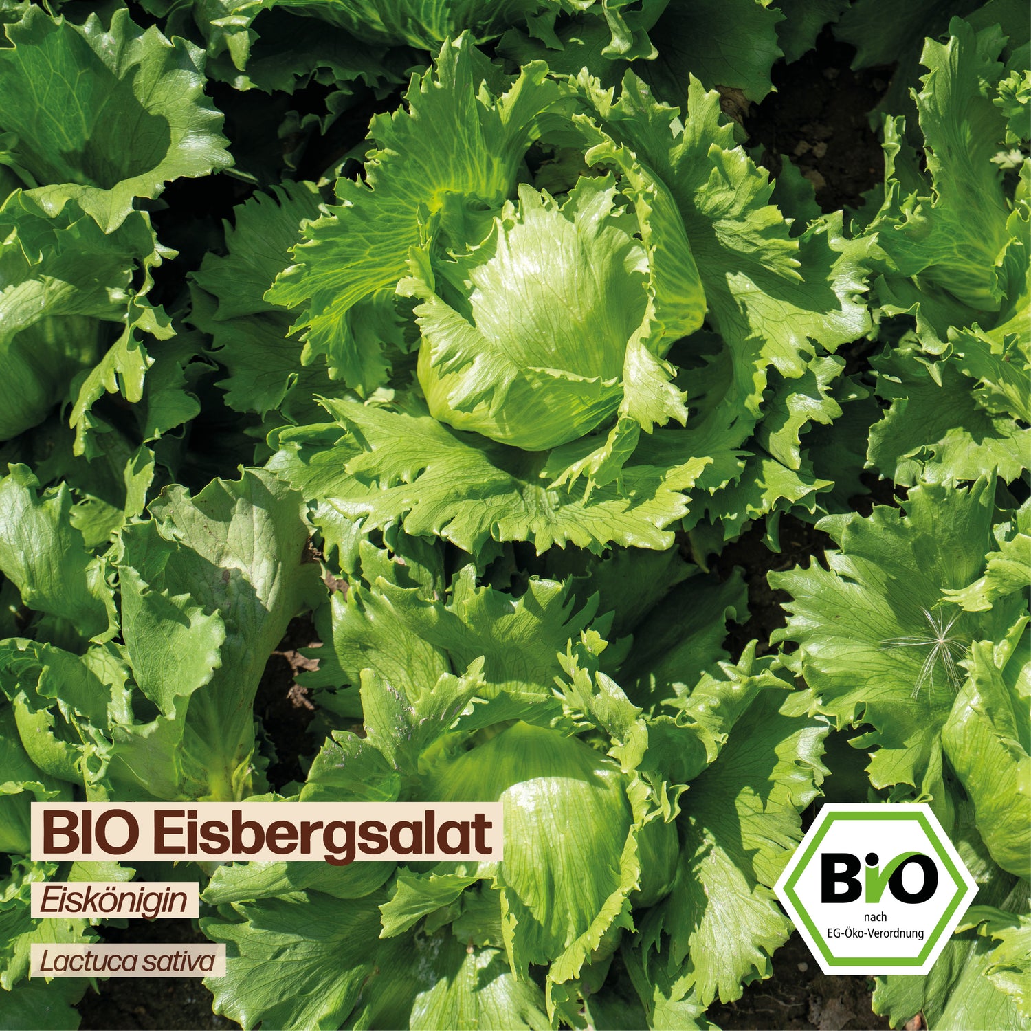 BIO Salat "Eiskönigin"