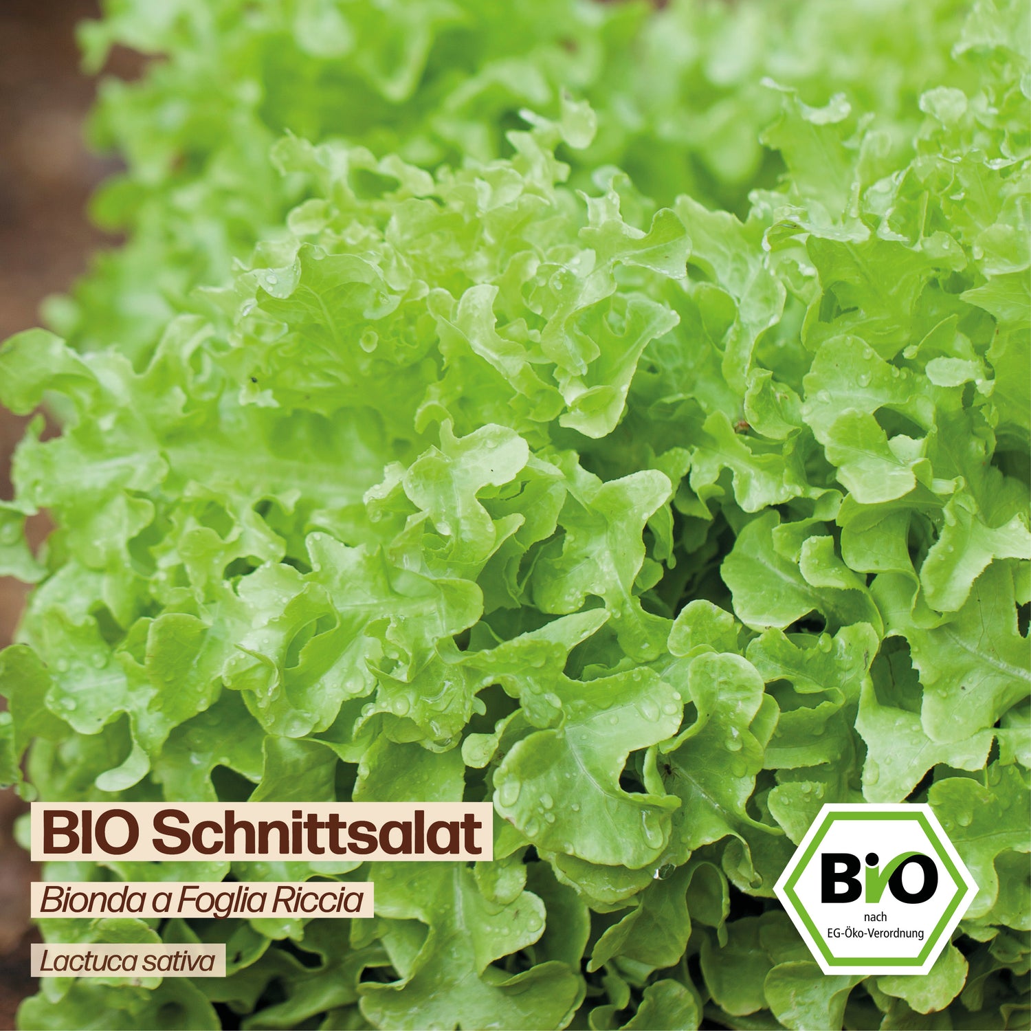 BIO Salat "Bionda a Foglia Riccia"