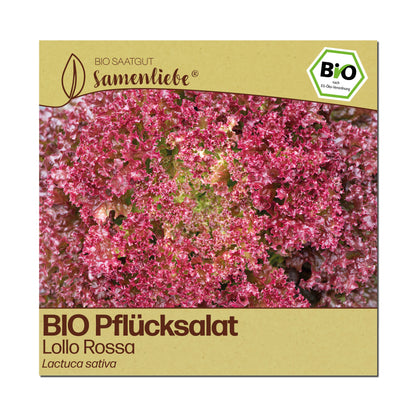 BIO Salat "Lollo Rossa"