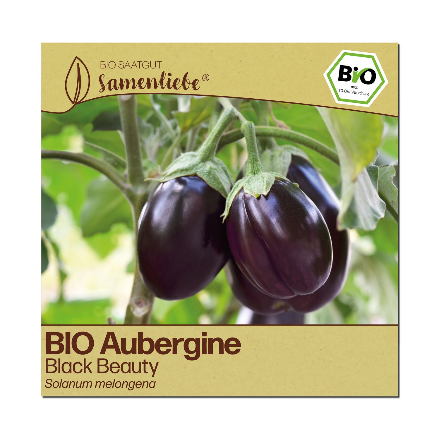 BIO Aubergine "Black Beauty"