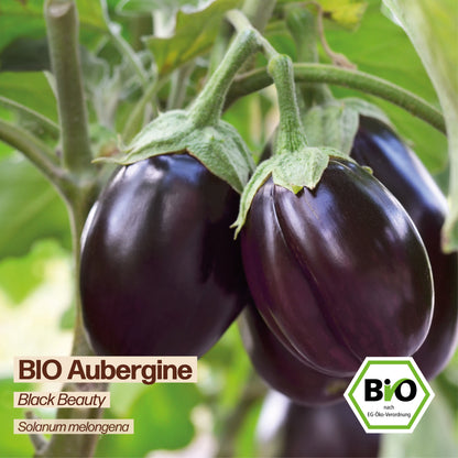 BIO Aubergine "Black Beauty"