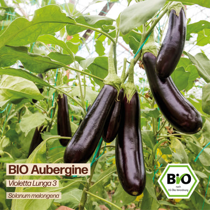 BIO Aubergine "Violetta Lunga 3"