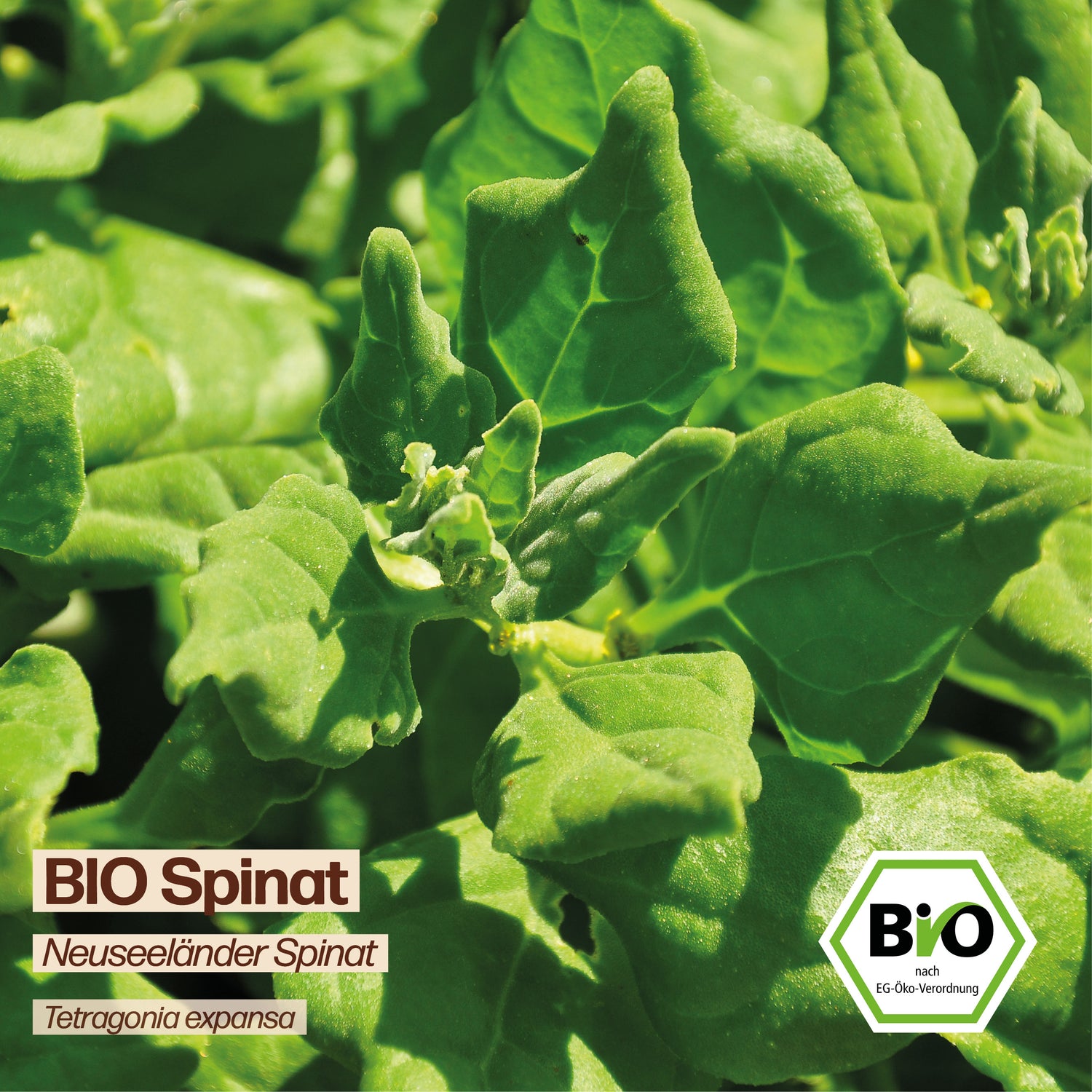 BIO Spinat "Neuseeländer Spinat"