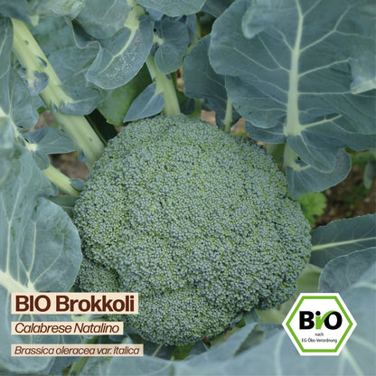 BIO Brokkoli "Natalino"