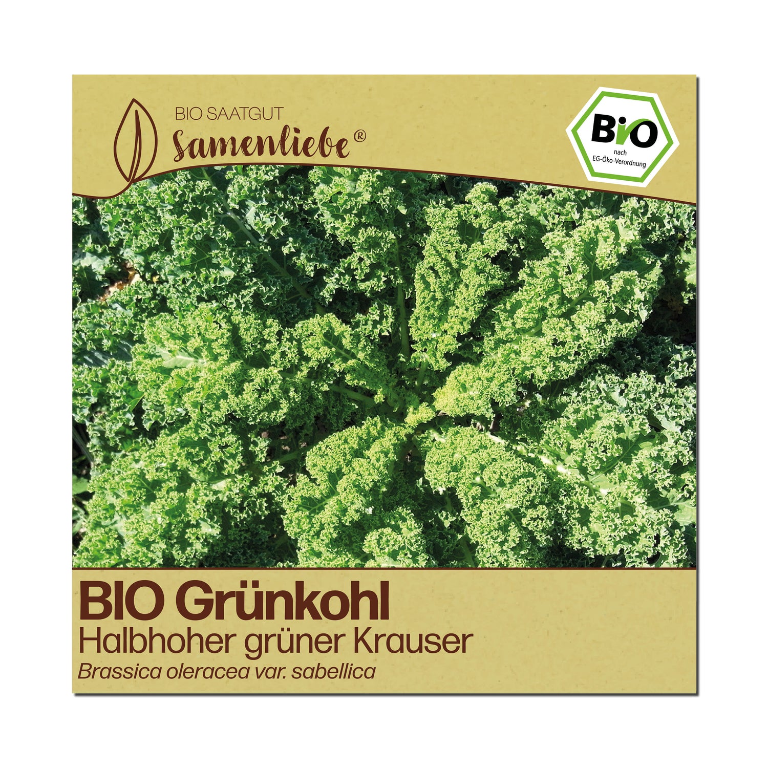 BIO Grünkohl "Halbhoher grüner Krauser"