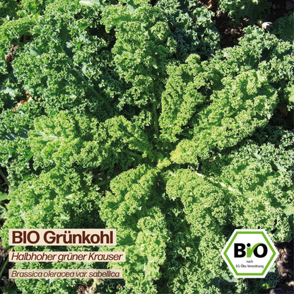 BIO Grünkohl "Halbhoher grüner Krauser"