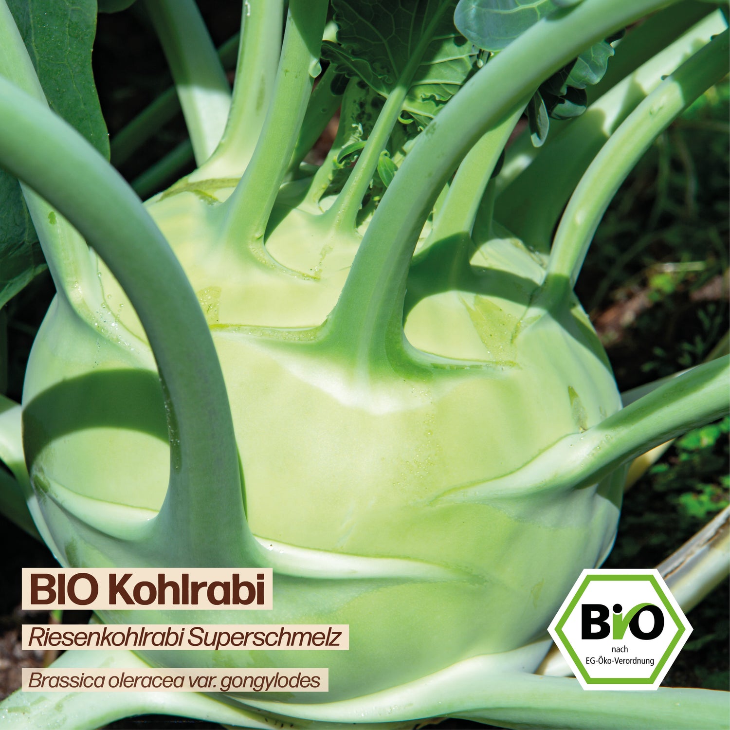 BIO Kohlrabi "Superschmelz"