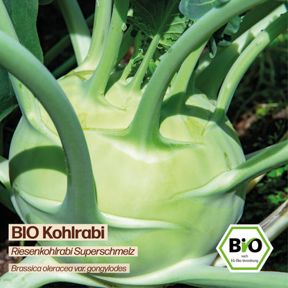 BIO Kohlrabi "Superschmelz"