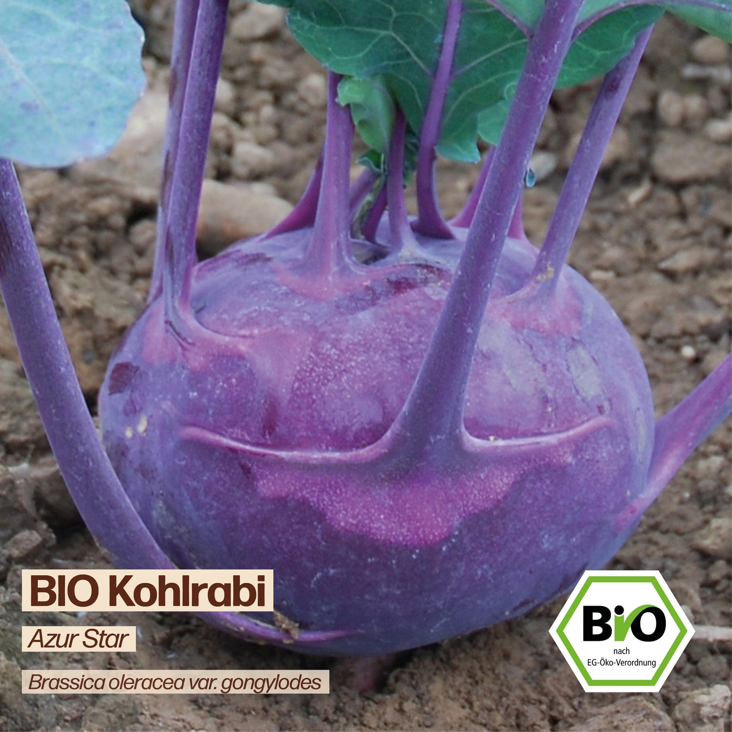 BIO Kohlrabi "Azur Star"