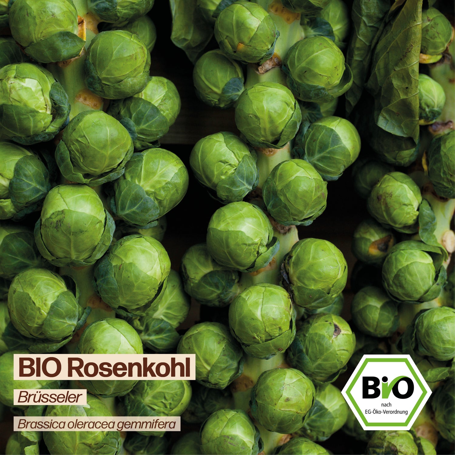 BIO Rosenkohl "Brüsseler Rosenkohl"