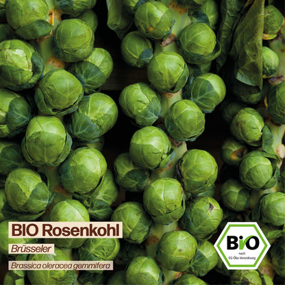 BIO Rosenkohl "Brüsseler Rosenkohl"