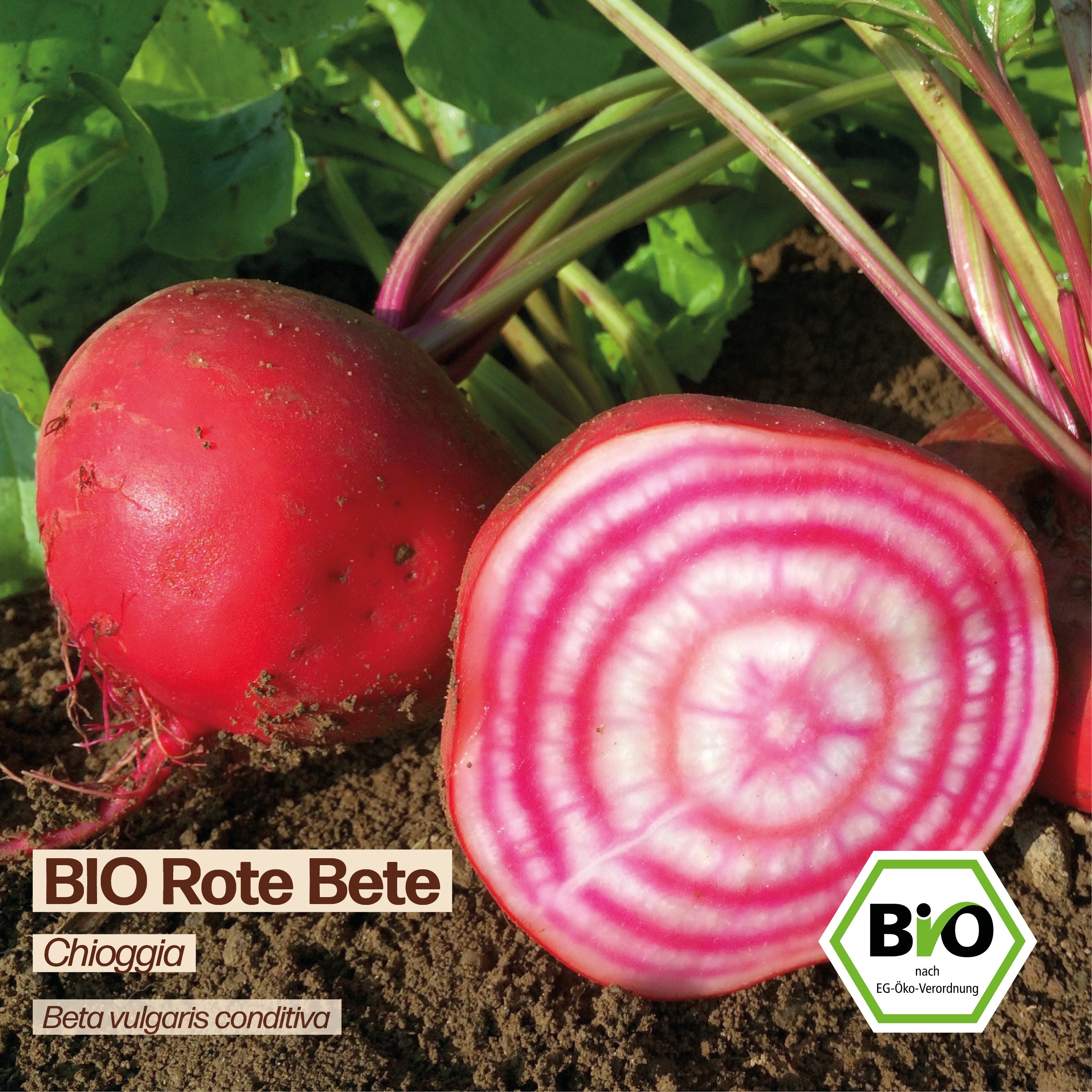 BIO Rote Bete "Chioggia"