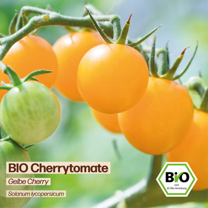BIO Tomate "Gelbe Cherry"