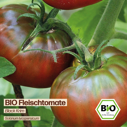 BIO Tomate "Black Krim"