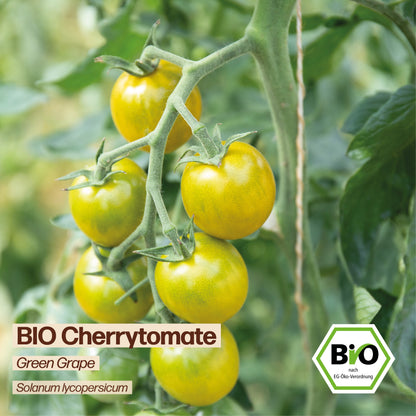 BIO Tomate "Green Grape"
