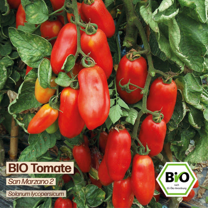 BIO Tomate "San Marzano 2"