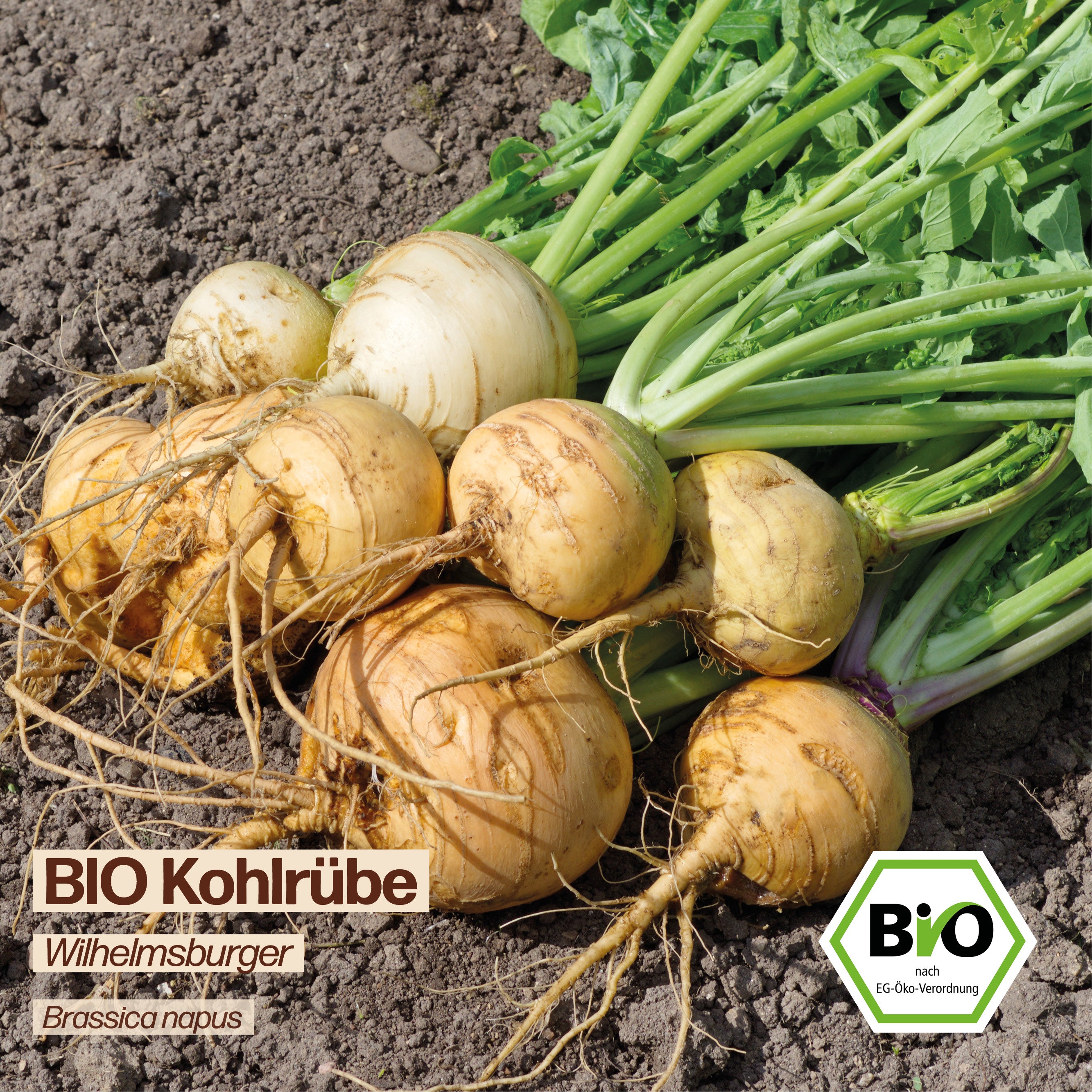 BIO Kohlrübe "Wilhelmsburger"