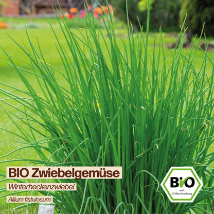 BIO Winterheckenzwiebel "Zwiebelgemüse"