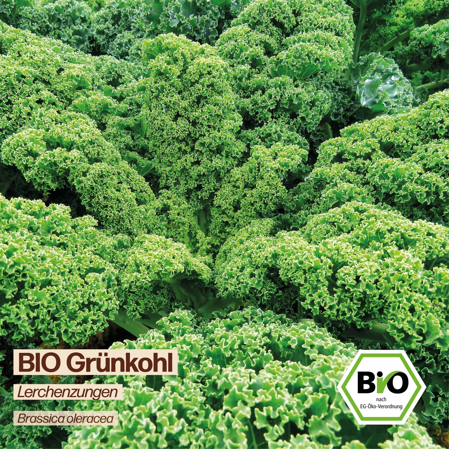 BIO Grünkohl "Lerchenzungen"