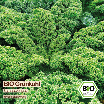 BIO Grünkohl "Lerchenzungen"