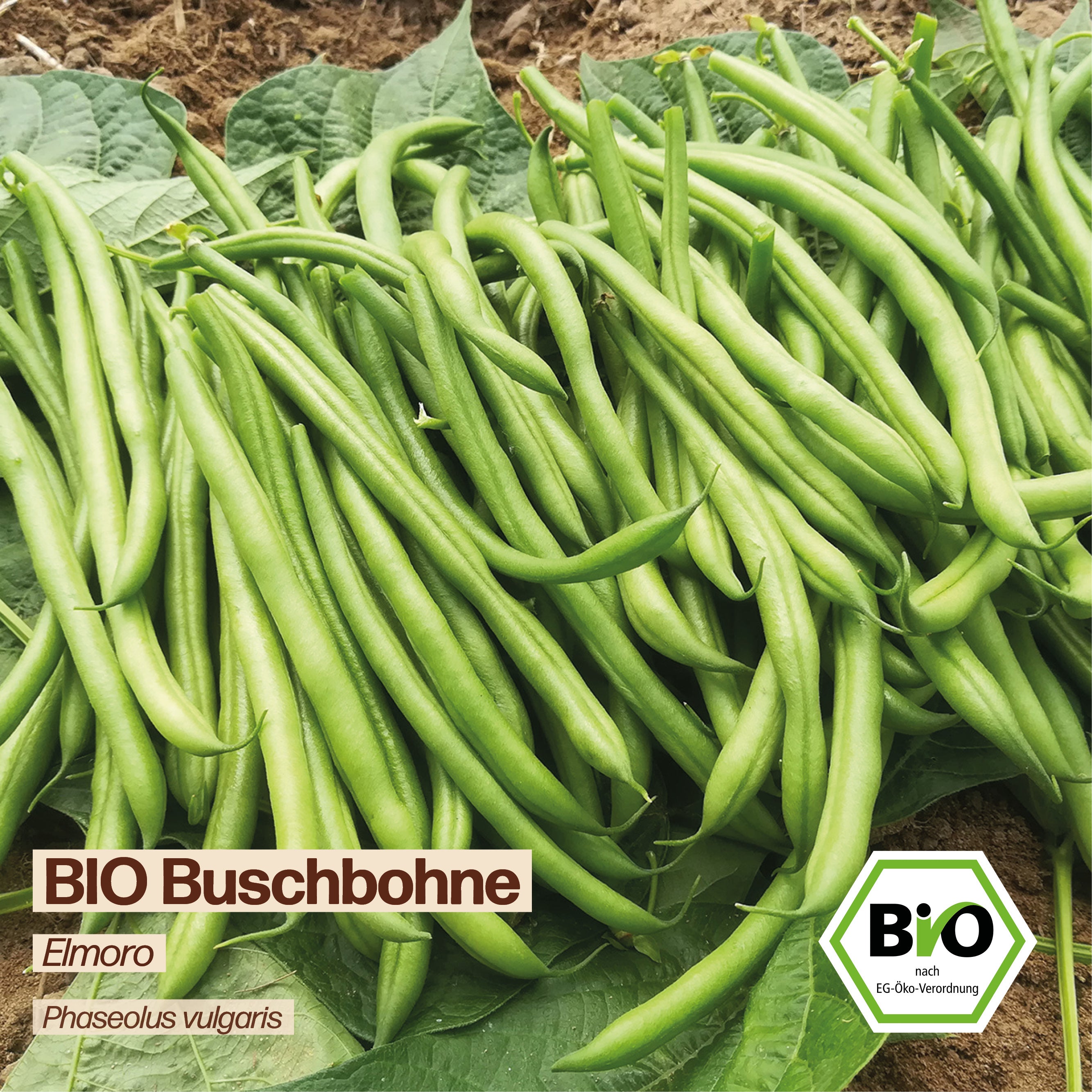 BIO Bohne "Elmoro"
