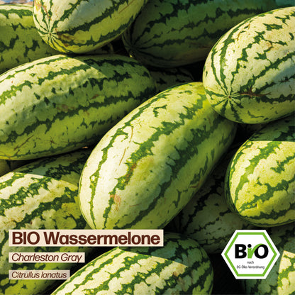 BIO Melone "Charleston Gray"