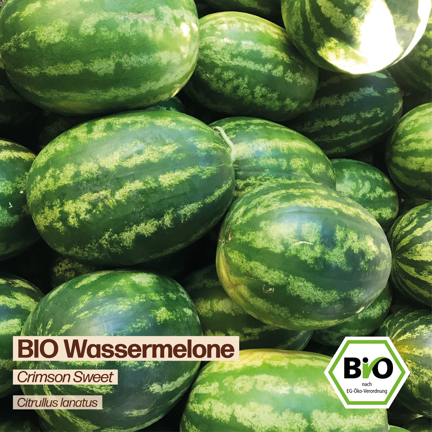 BIO Melone "Crimson Sweet"