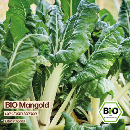 BIO Mangold "Da Costa Bianca"