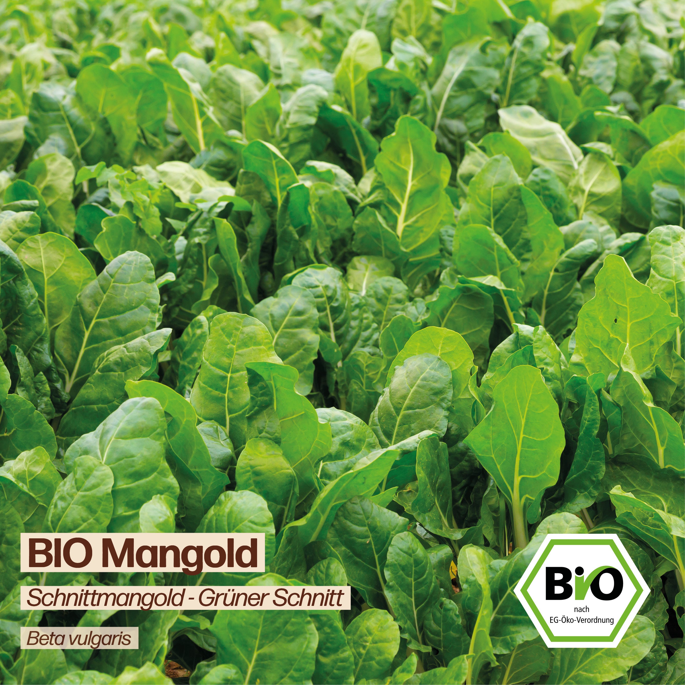 BIO Mangold "Schnittmangold"