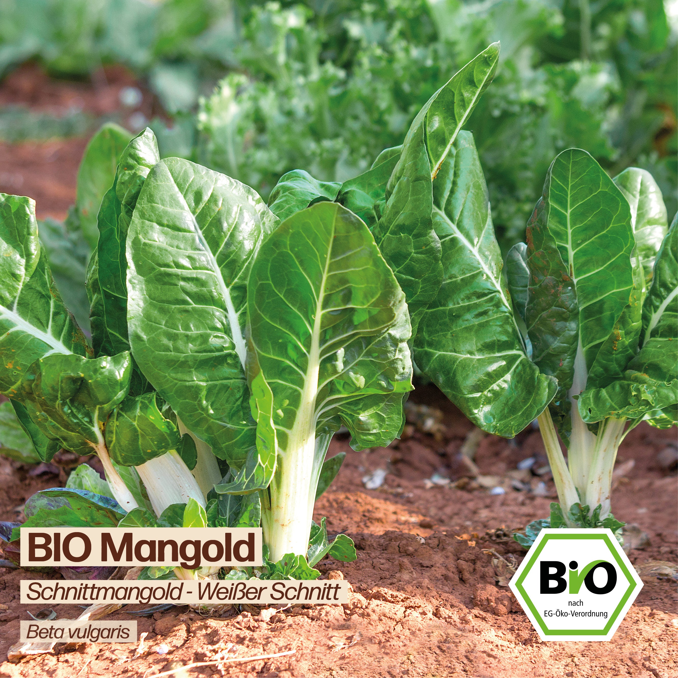 BIO Mangold "Schnittmangold"