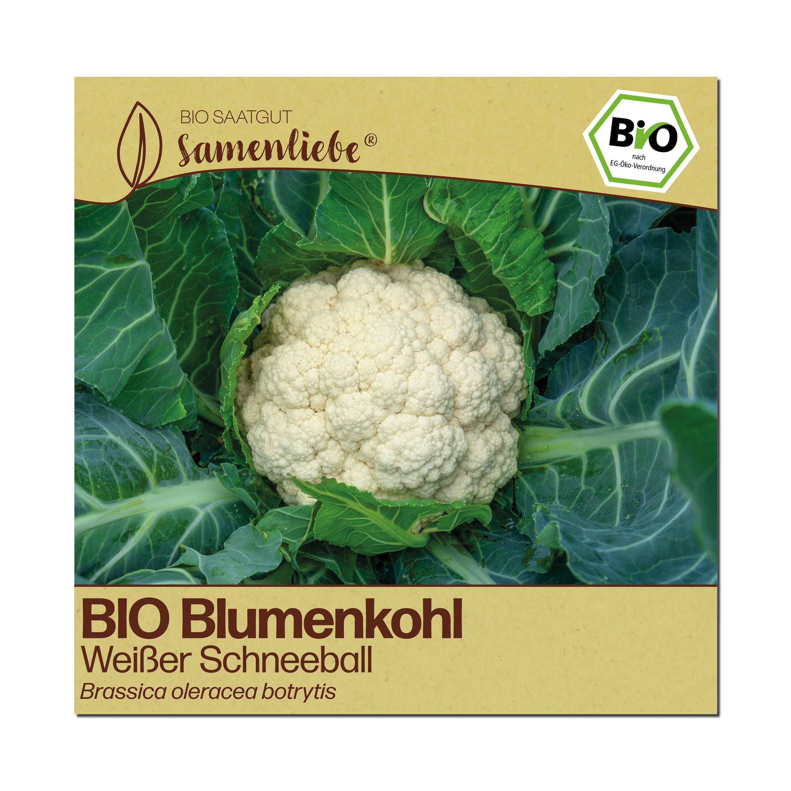 BIO Blumenkohl "Weißer Schneeball"