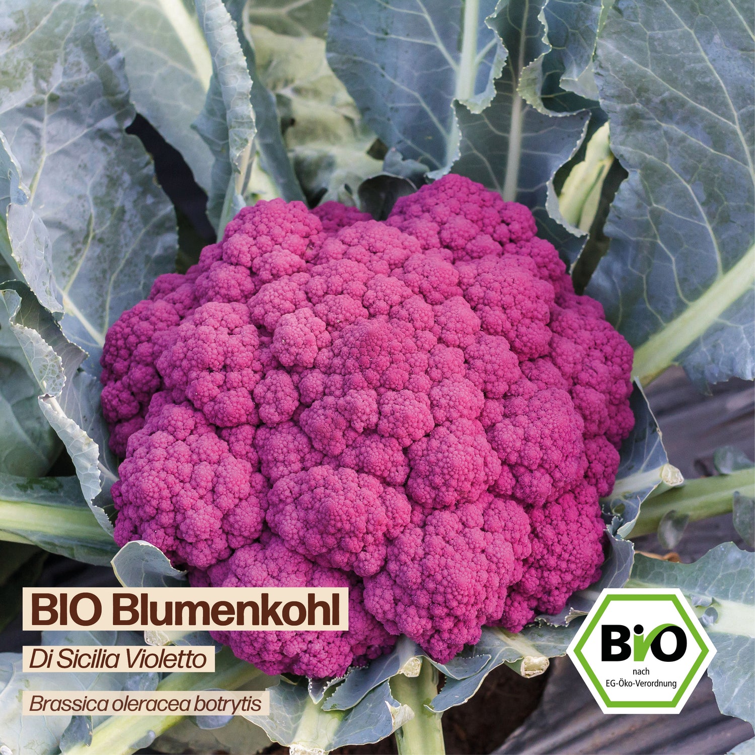 BIO Blumenkohl "Di Sicilia Violetto"