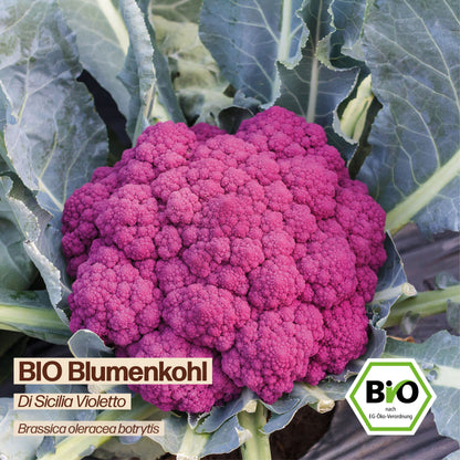 BIO Blumenkohl "Di Sicilia Violetto"
