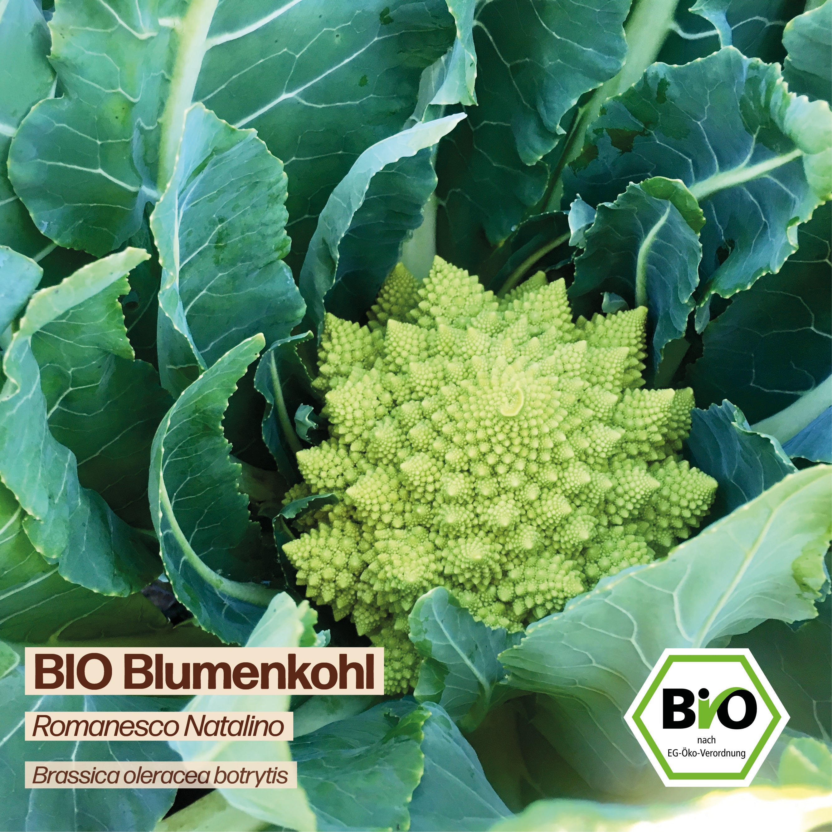 BIO Blumenkohl "Romanesco Natalino"