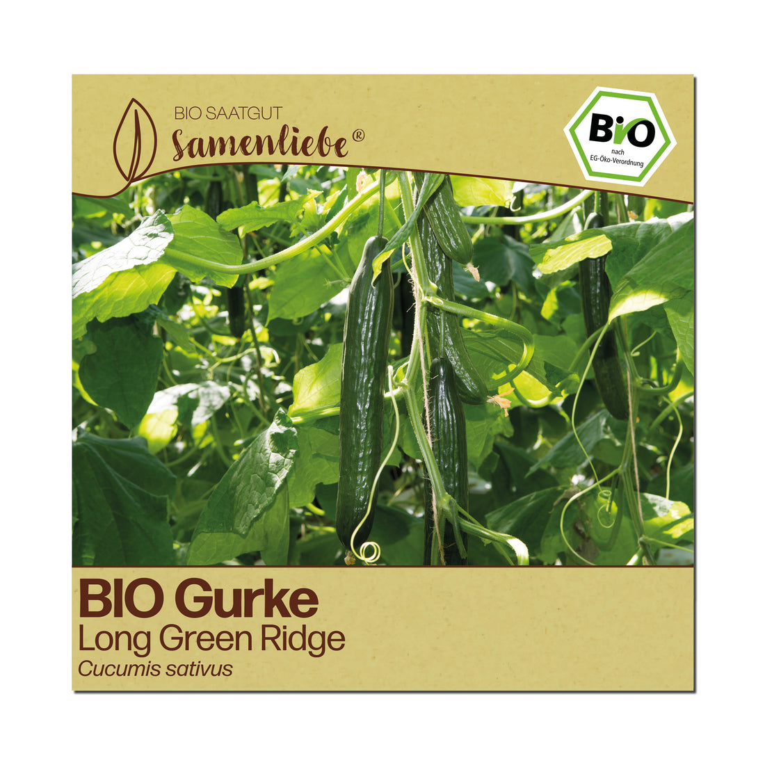 BIO Gurke "Long Green Ridge"