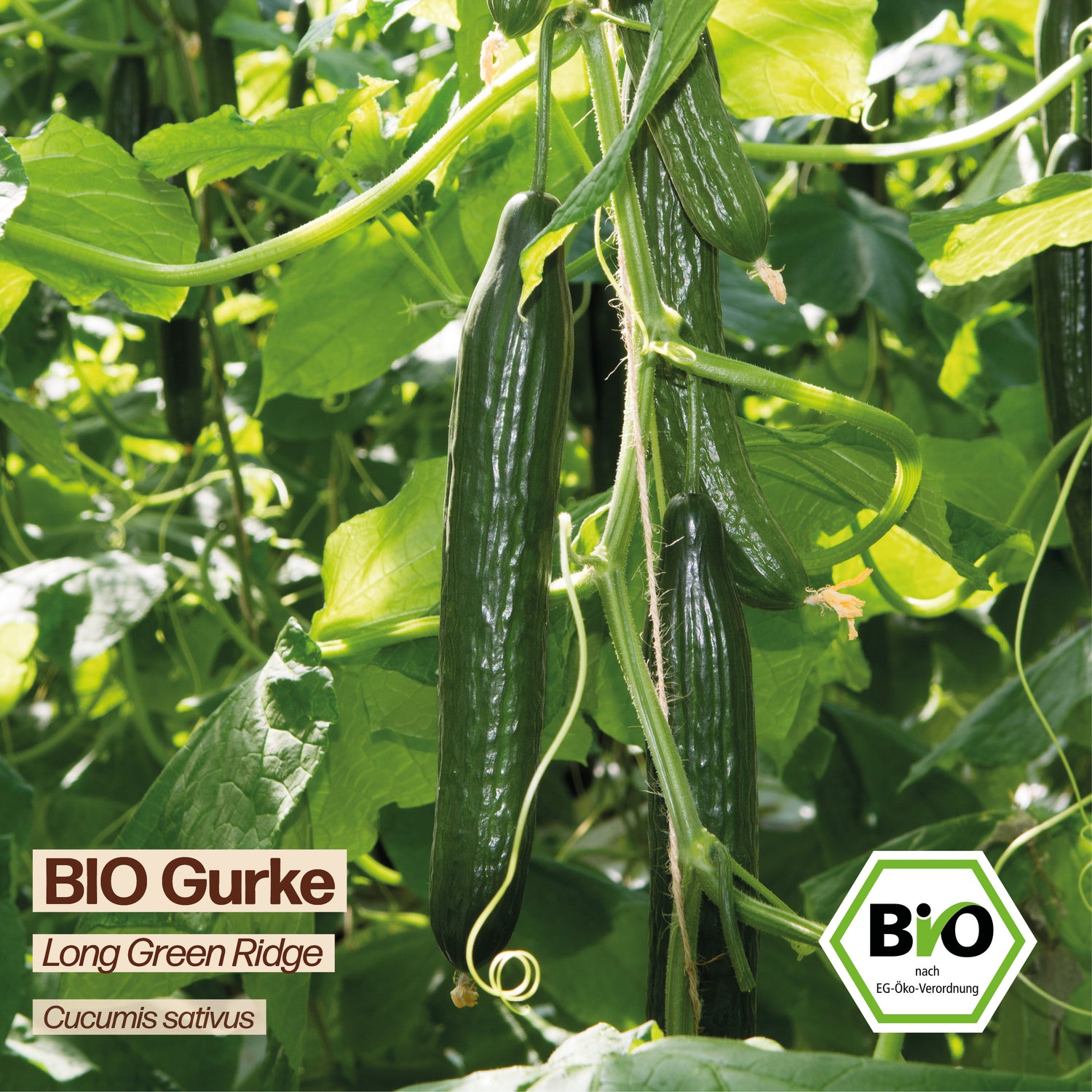 BIO Gurke "Long Green Ridge"